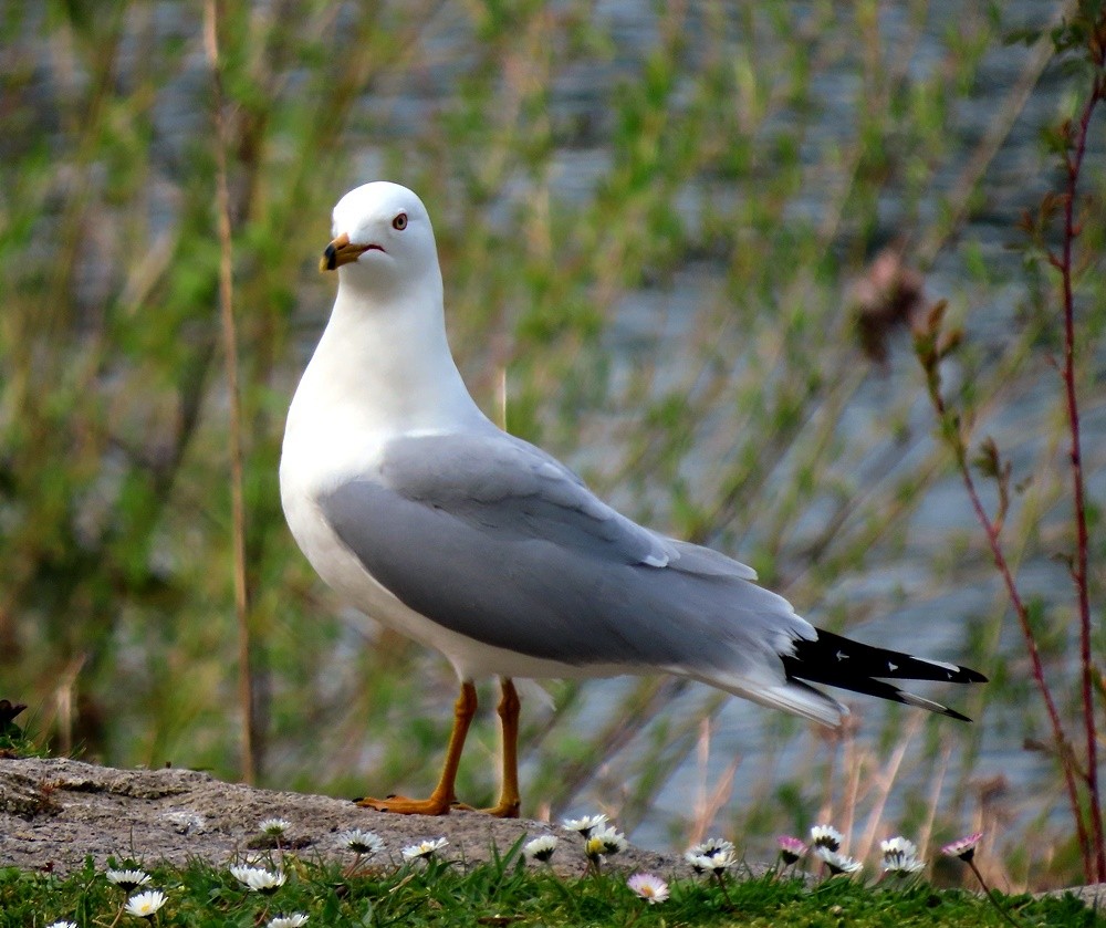 Ring-billed Gull - ML617002432