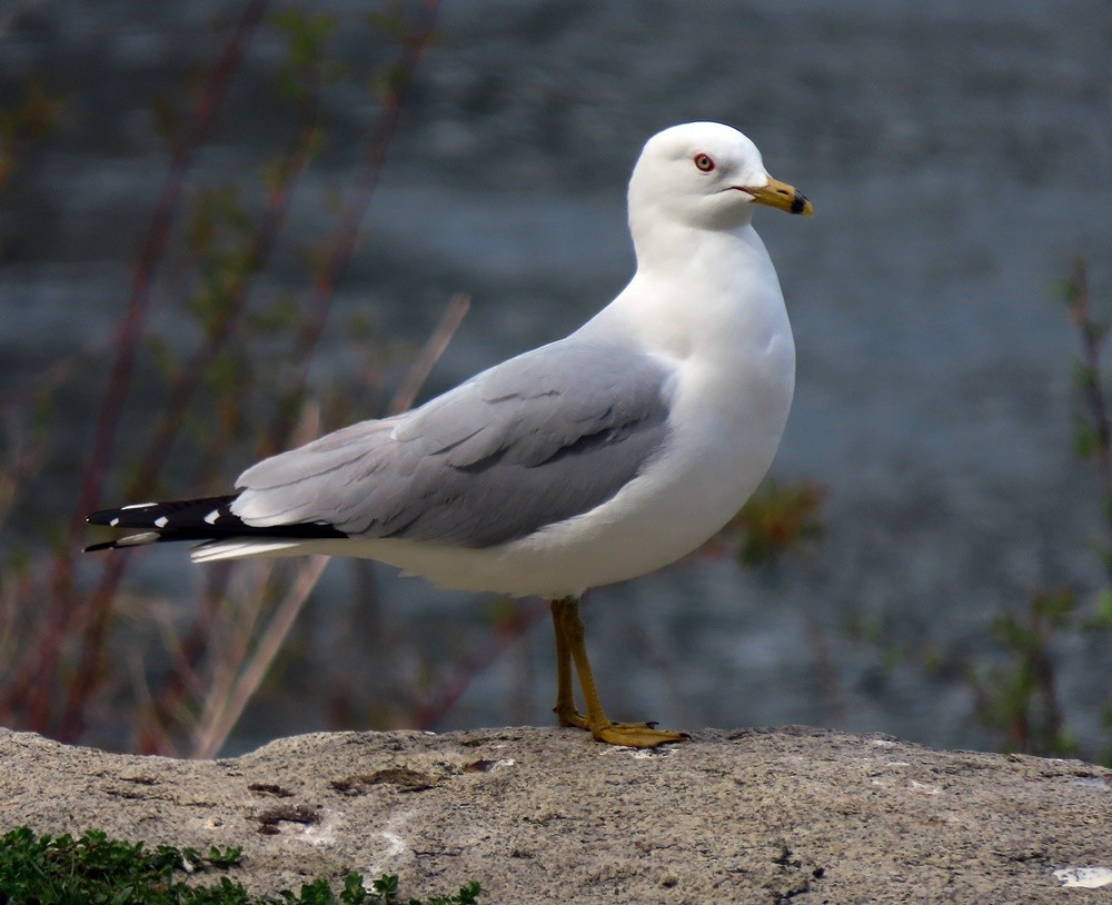 Ring-billed Gull - ML617002433