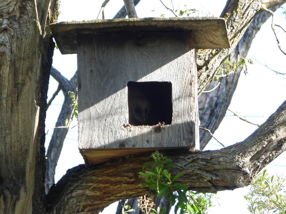 Barn Owl - ML617002449