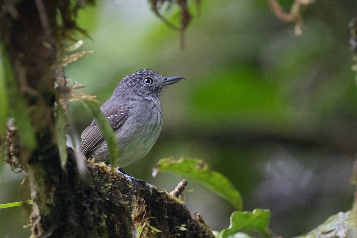 Spot-crowned Antvireo - Brandon Nidiffer