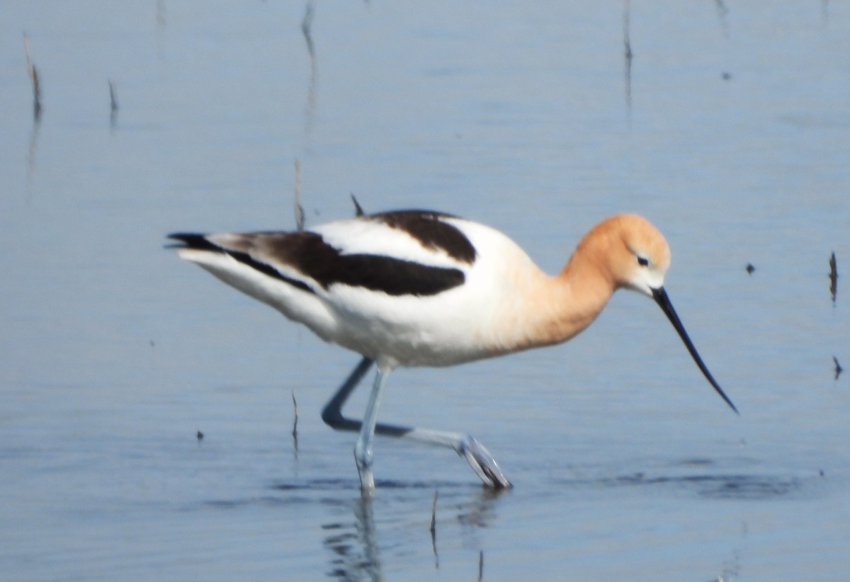 American Avocet - ML617002563