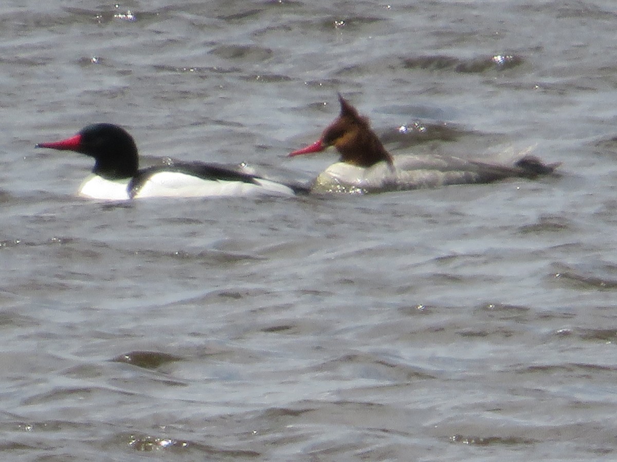 Common Merganser - ML617002572