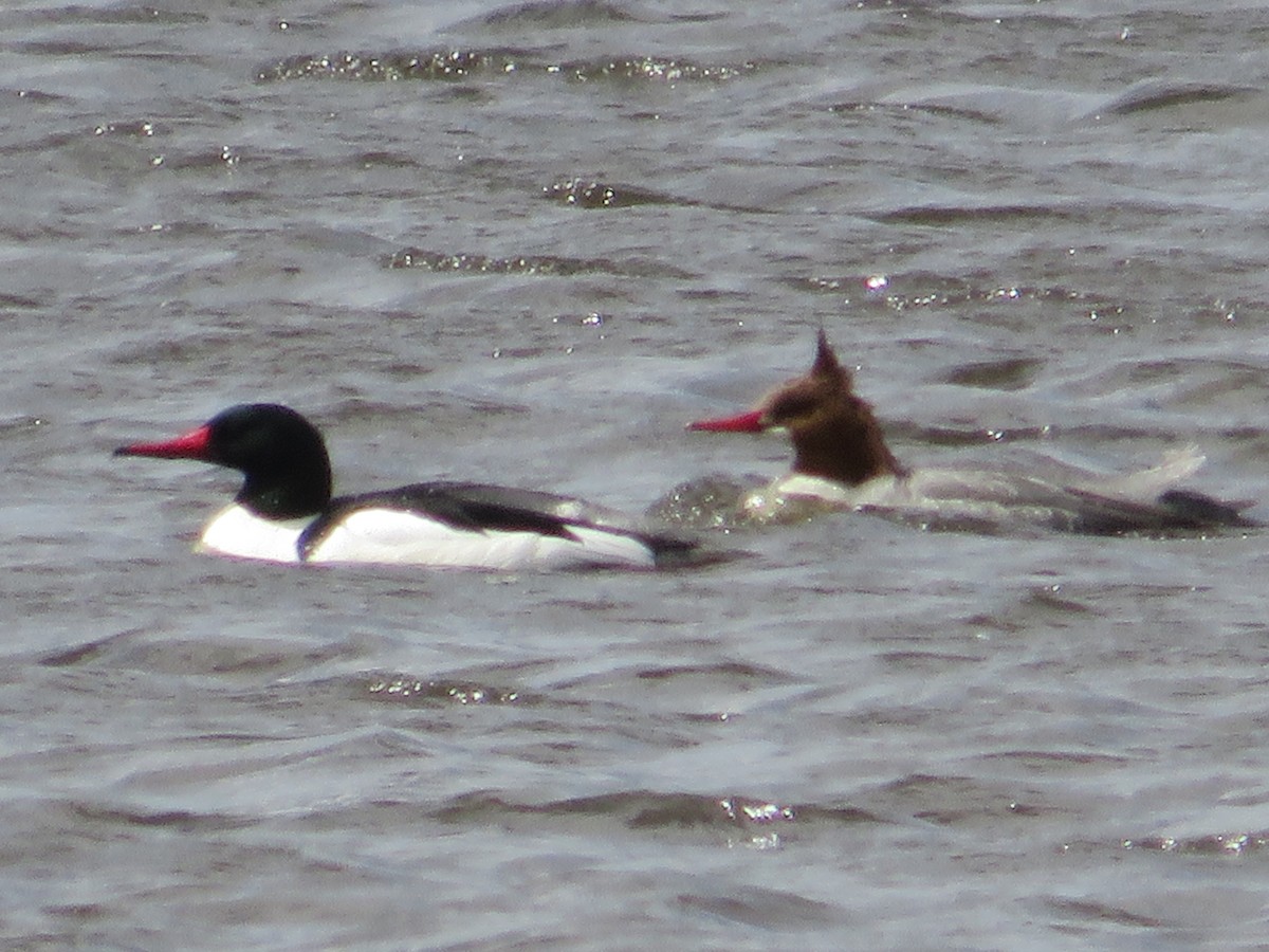 Common Merganser - ML617002577