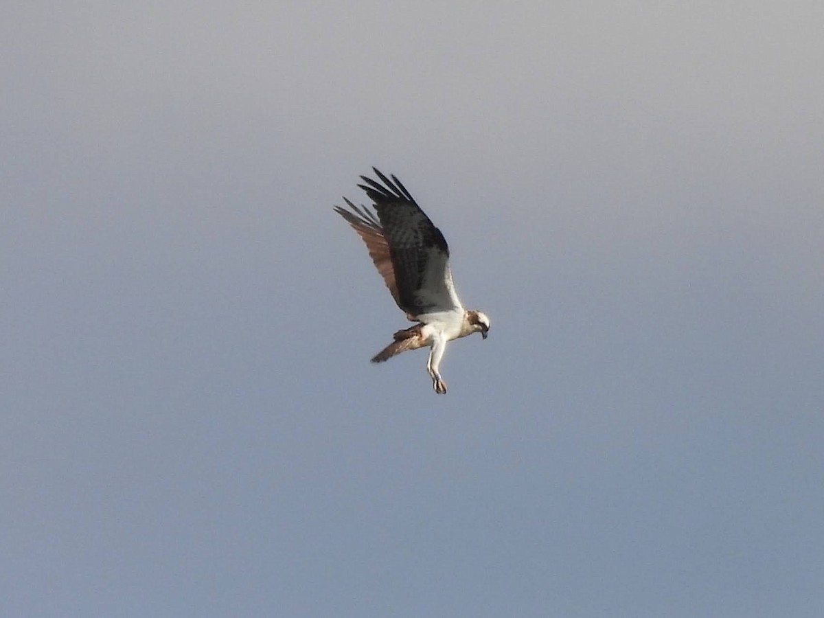 Balbuzard pêcheur - ML617002584