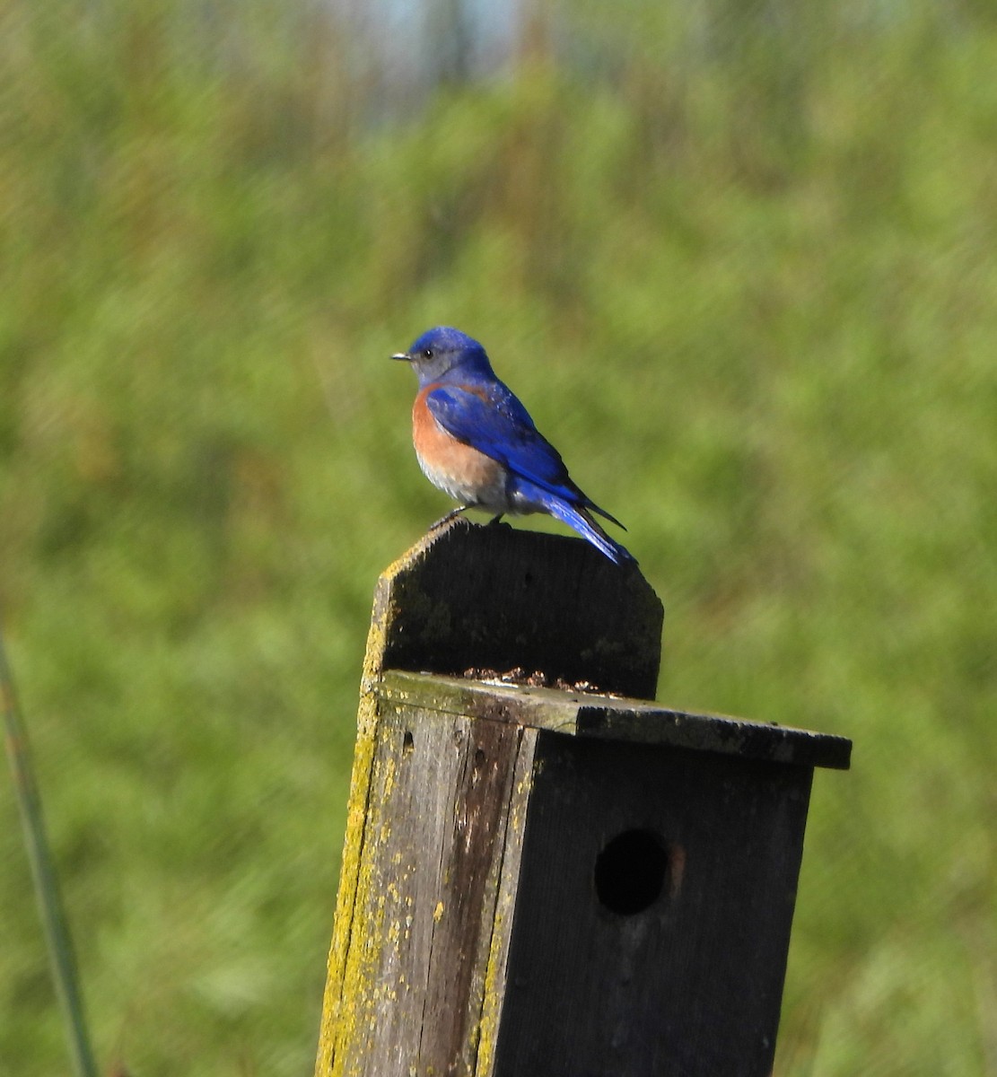 Western Bluebird - ML617002606