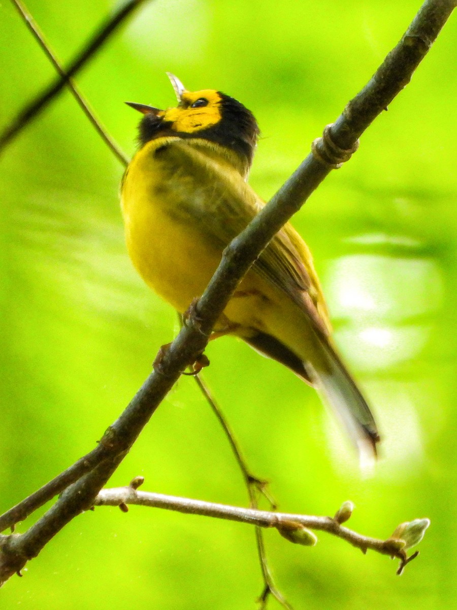 Hooded Warbler - ML617002612