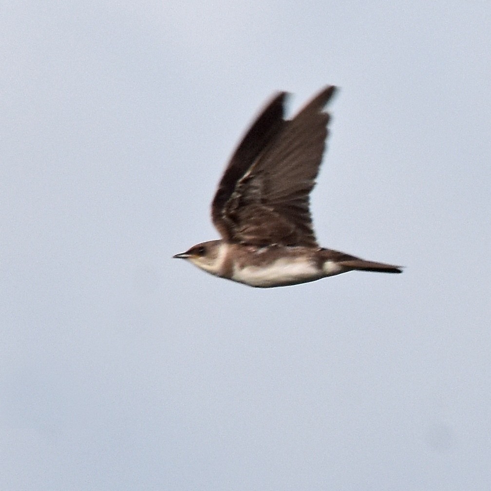 Brown-chested Martin - Carlos De Biagi