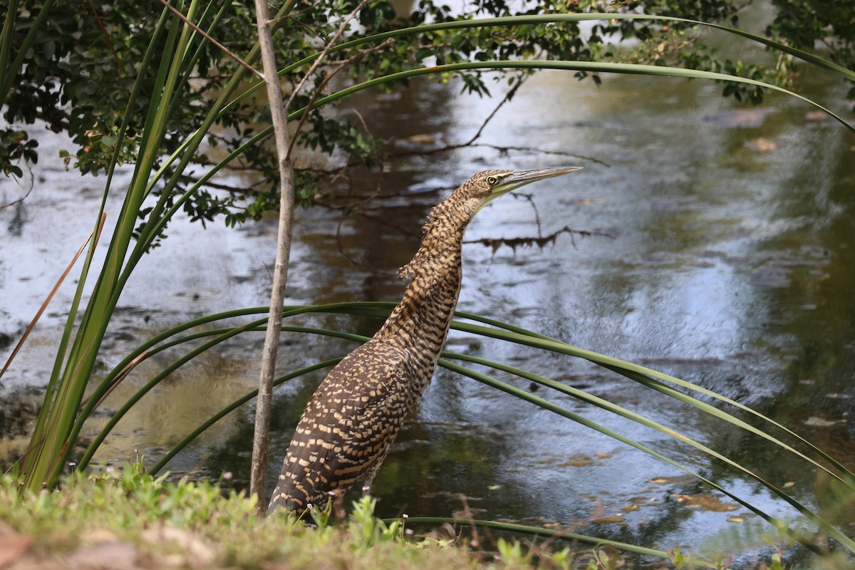 Bare-throated Tiger-Heron - ML617002703