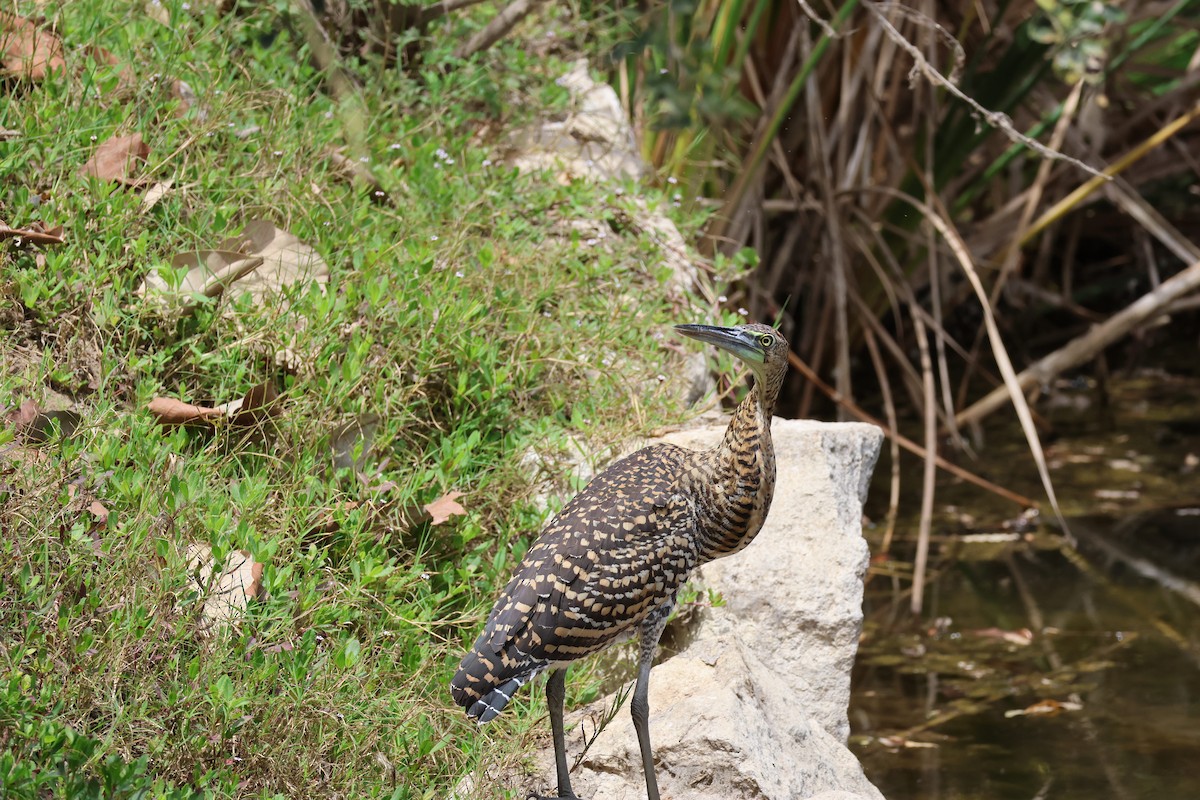 Bare-throated Tiger-Heron - ML617002705