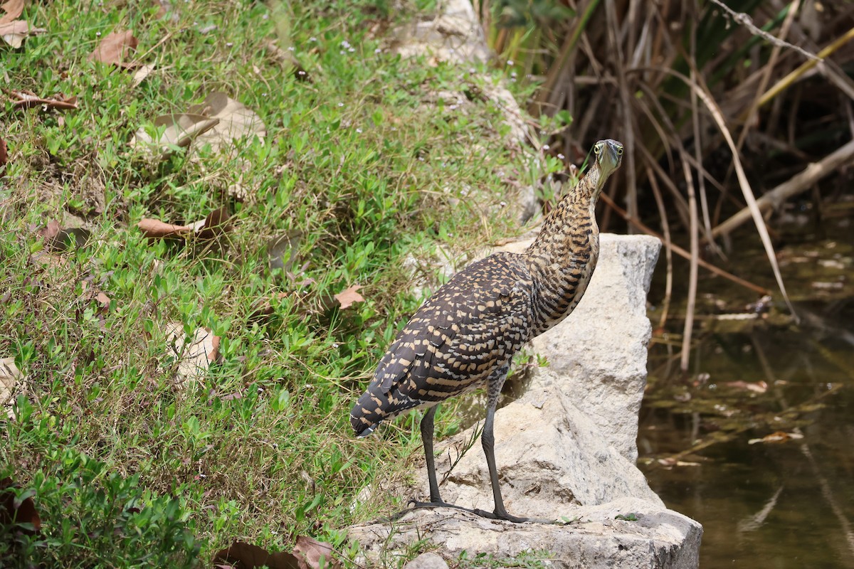 Bare-throated Tiger-Heron - ML617002706