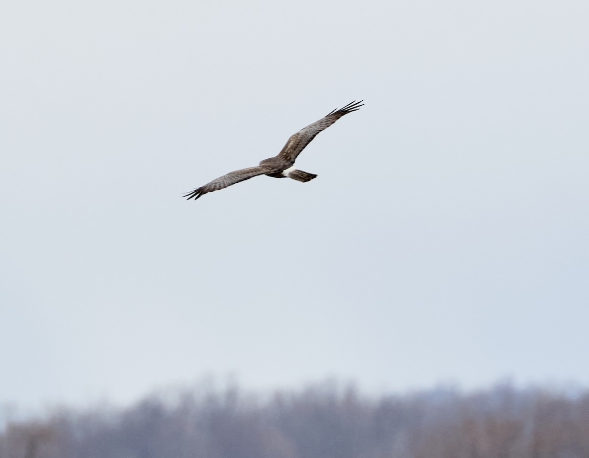 Northern Harrier - ML617002802