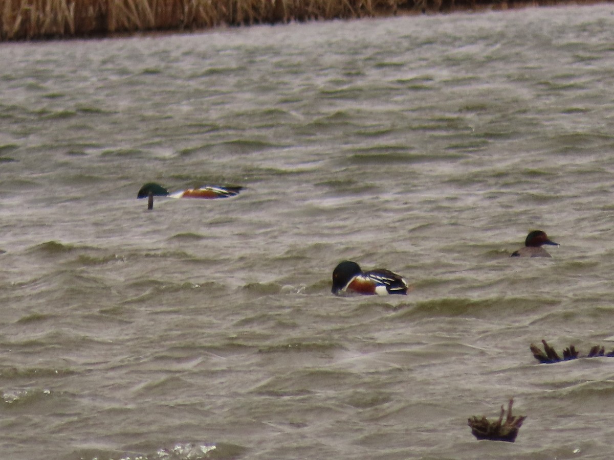 Northern Shoveler - ML617002809