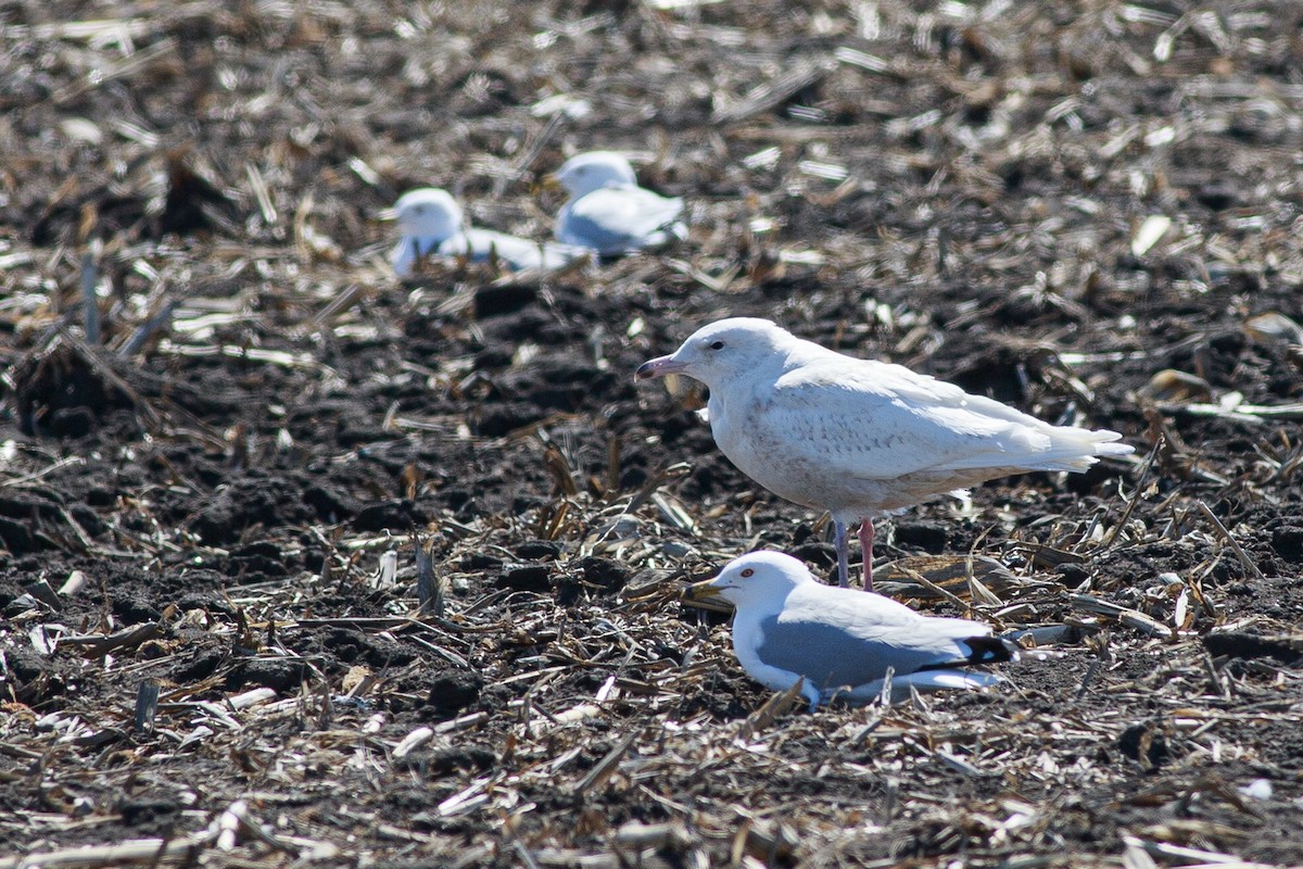 Glaucous Gull - ML617002836