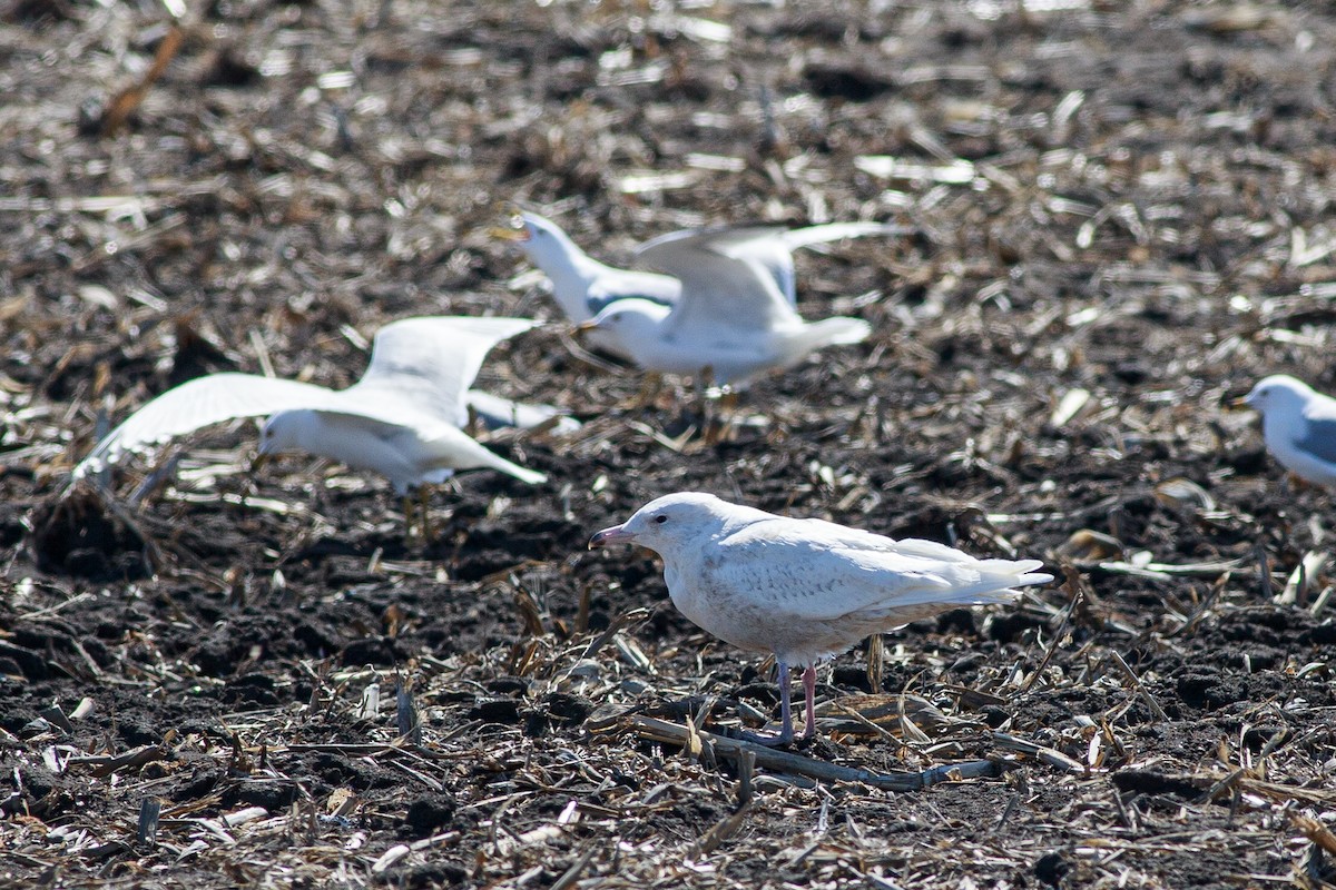 Glaucous Gull - Roger Schroeder