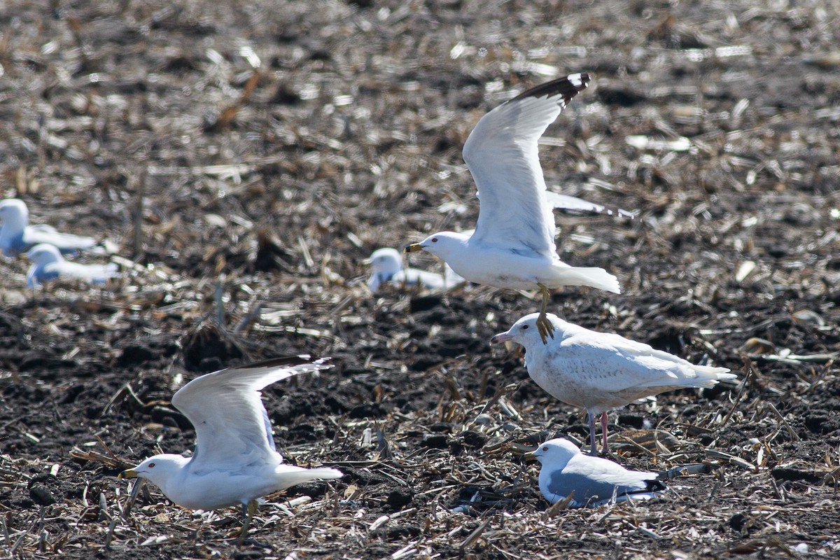Glaucous Gull - ML617002838
