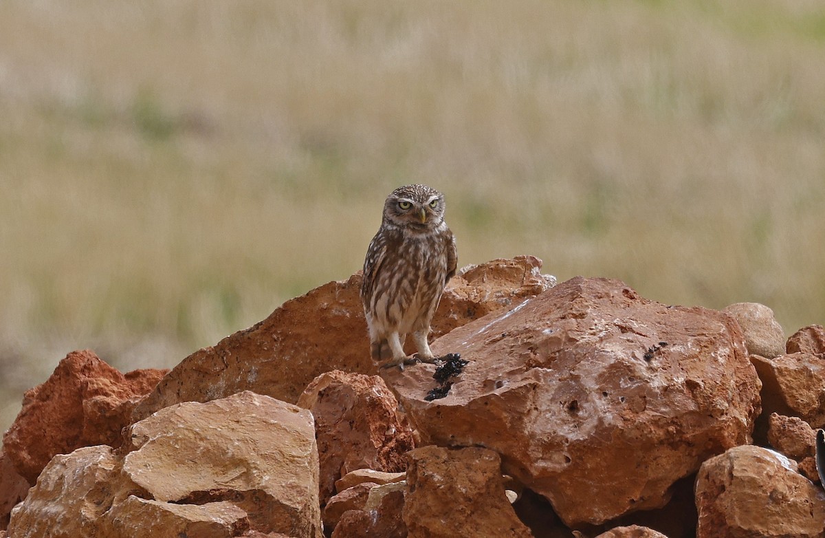 Little Owl - ML617002879