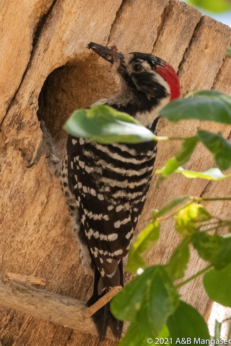 Nuttall's Woodpecker - ML617003024