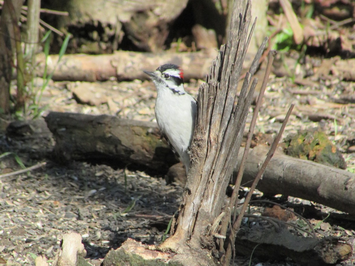 Downy Woodpecker (Eastern) - ML617003072