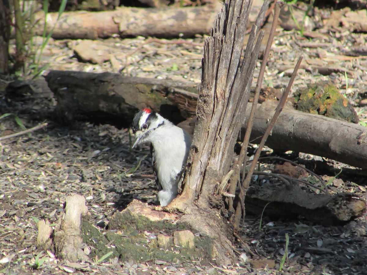 Downy Woodpecker (Eastern) - ML617003075