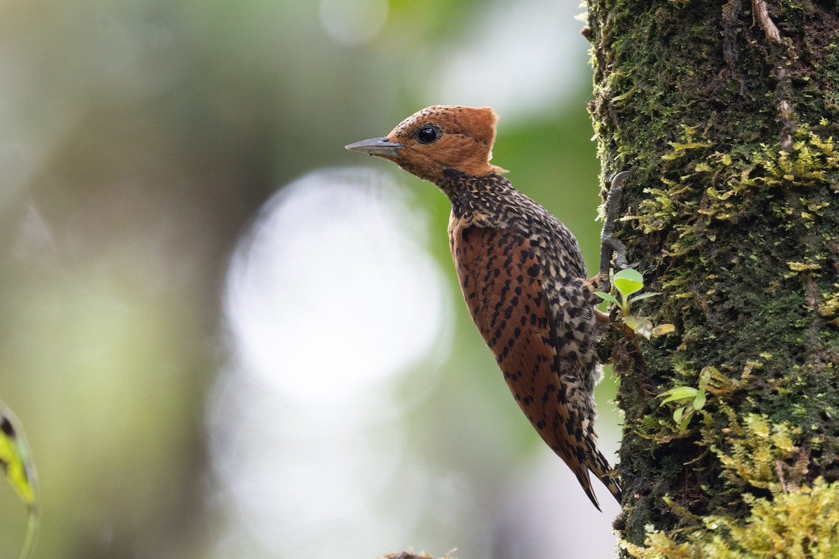 Cinnamon Woodpecker - Brandon Nidiffer