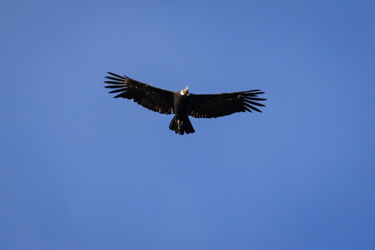 Andean Condor - Fabián Guerrero