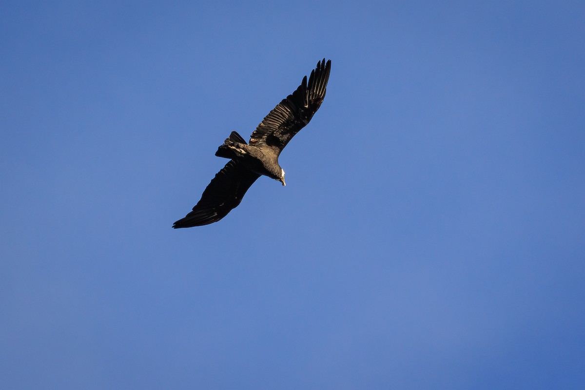 Andean Condor - Fabián Guerrero