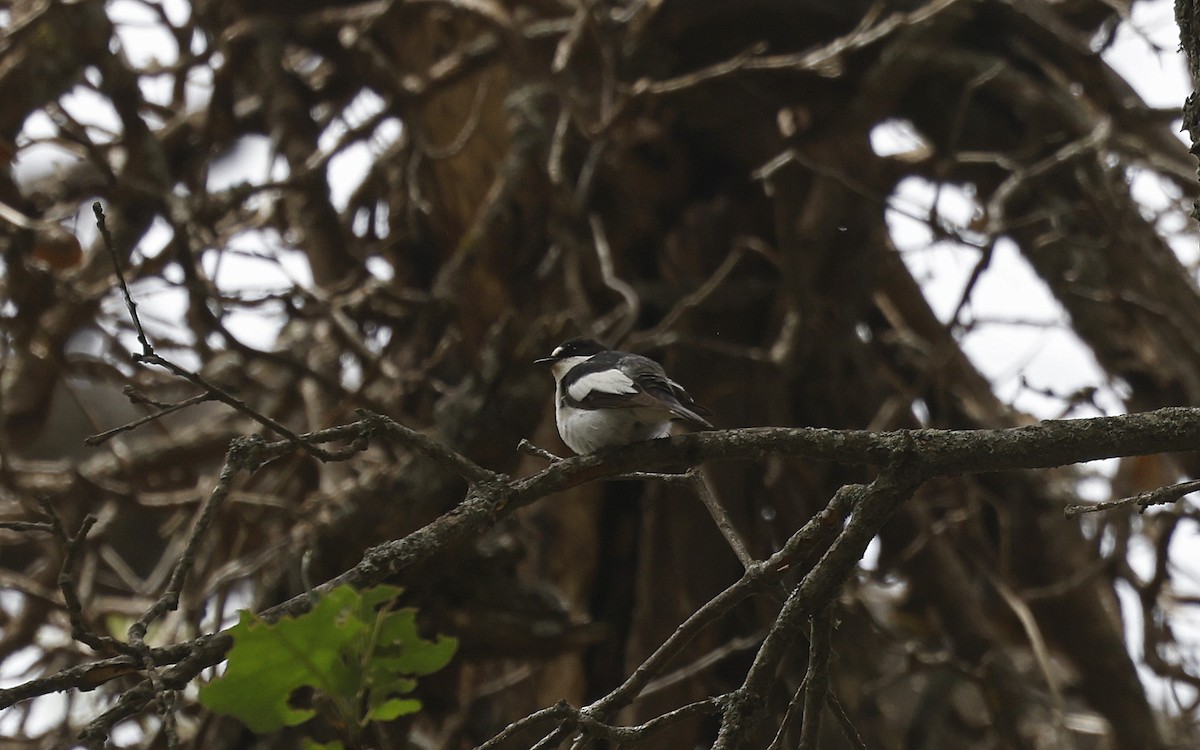 Atlas Flycatcher - ML617003223