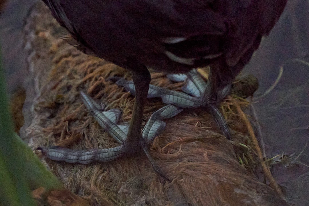 Gallinule d'Amérique - ML617003247