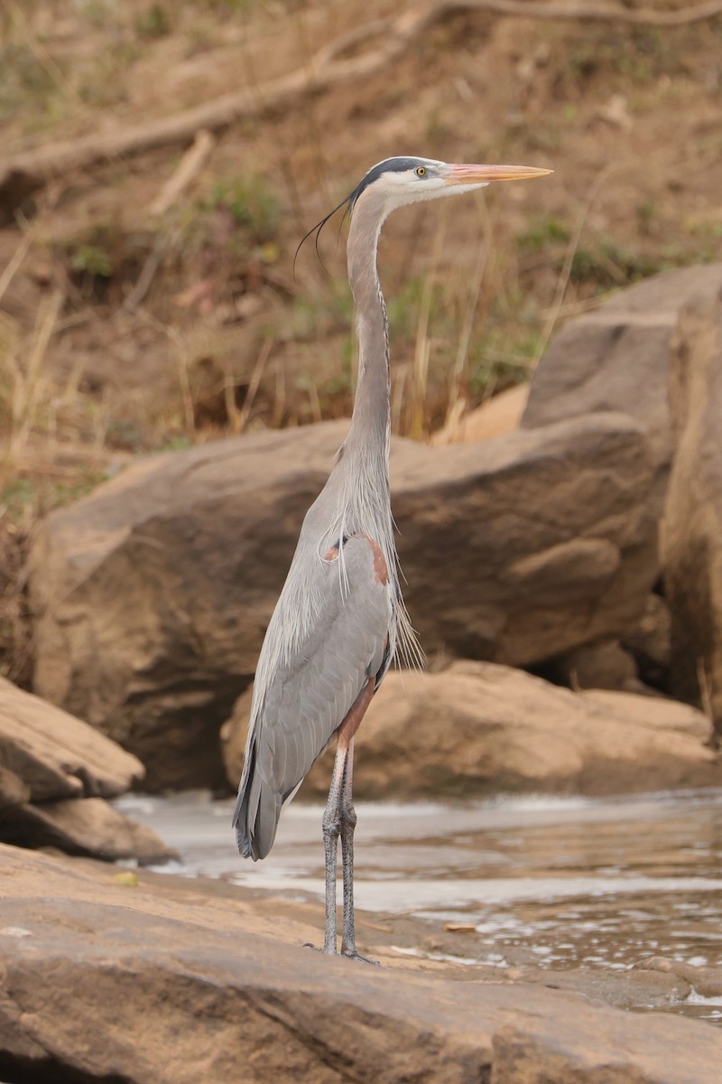 Great Blue Heron - ML617003256