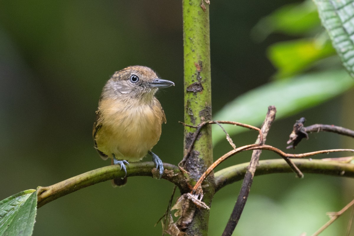 Spot-crowned Antvireo - ML617003263