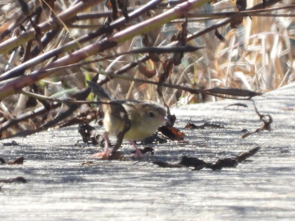 Golden-headed Cisticola - ML617003277