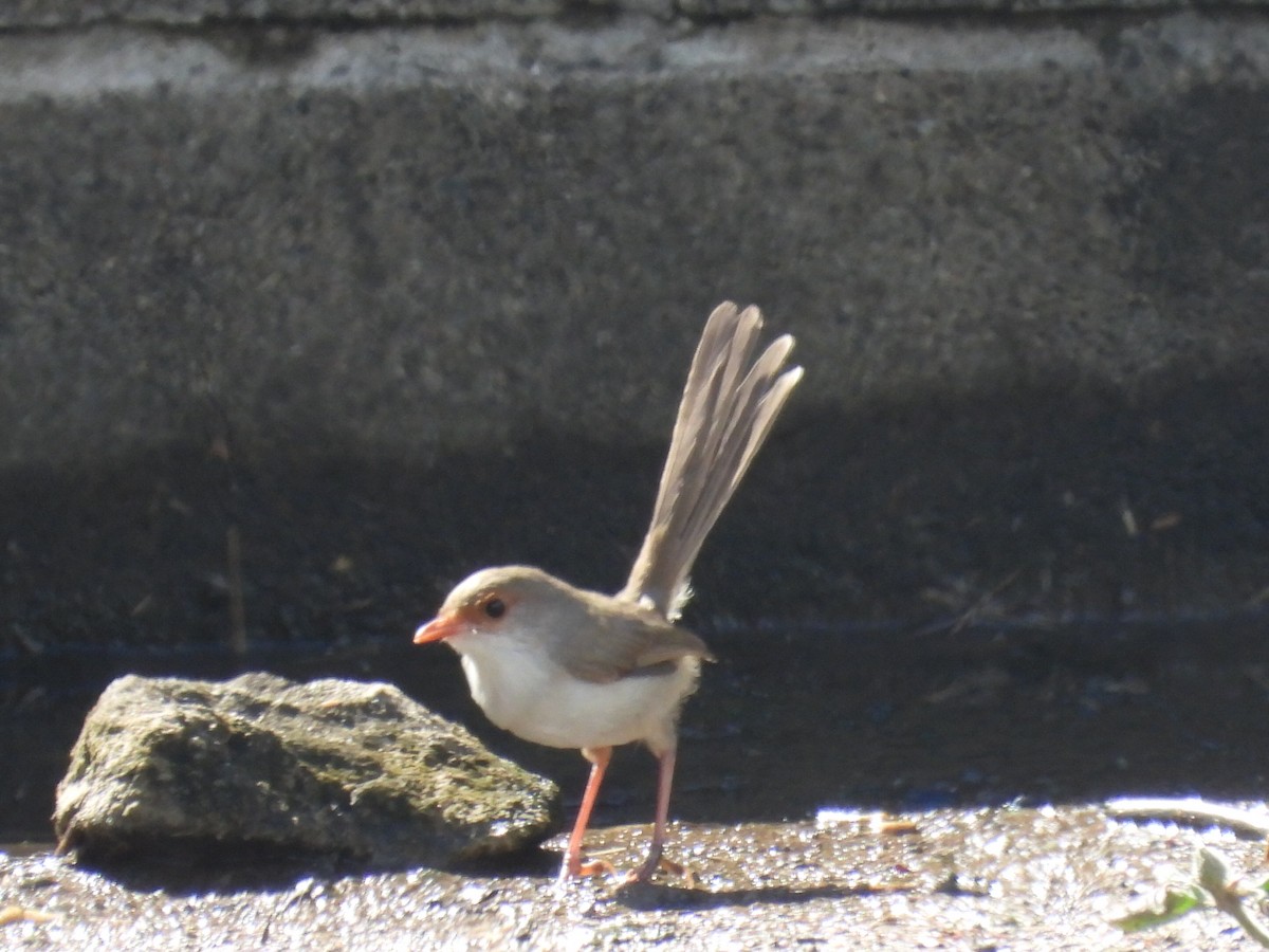 Superb Fairywren - ML617003301