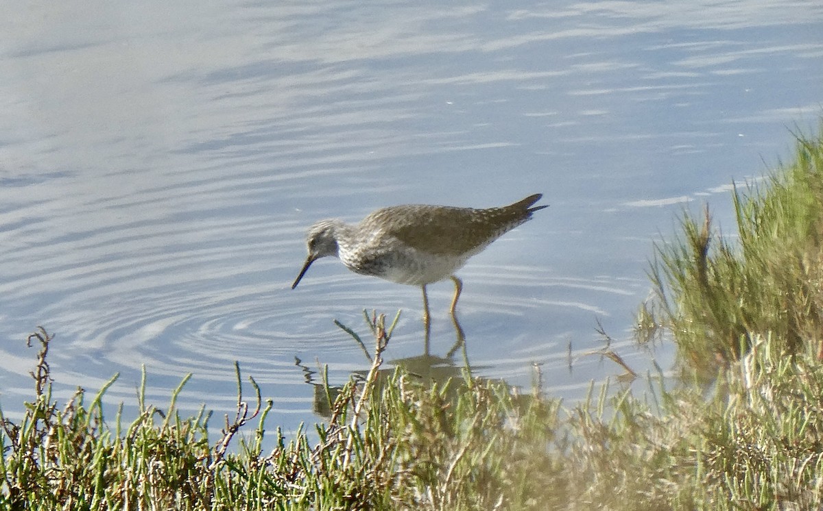 Lesser Yellowlegs - ML617003322