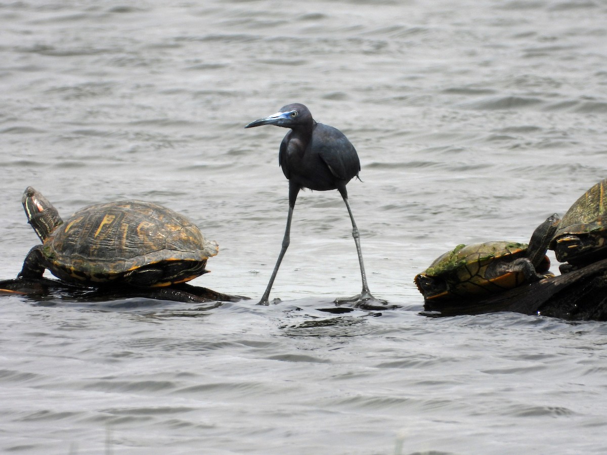 Little Blue Heron - ML617003323