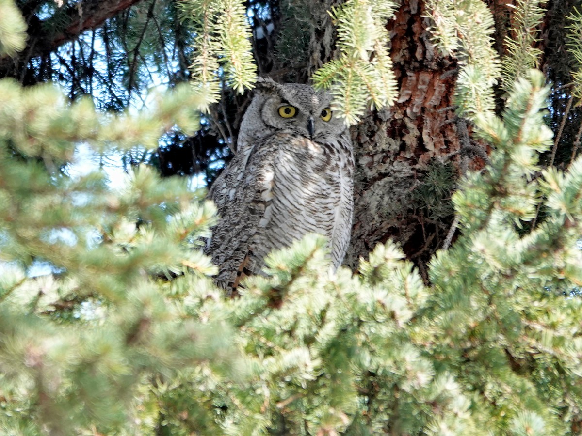 Great Horned Owl - ML617003342