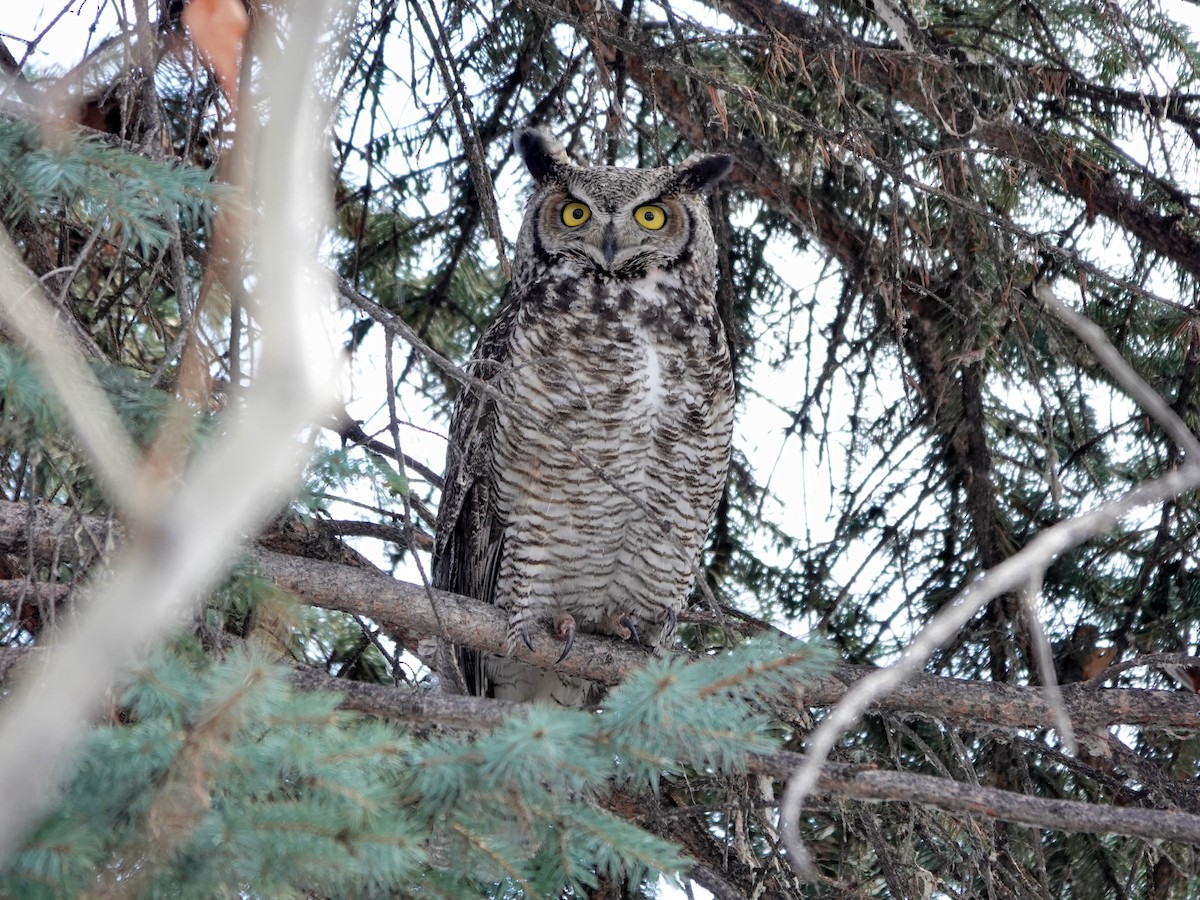 Great Horned Owl - ML617003343