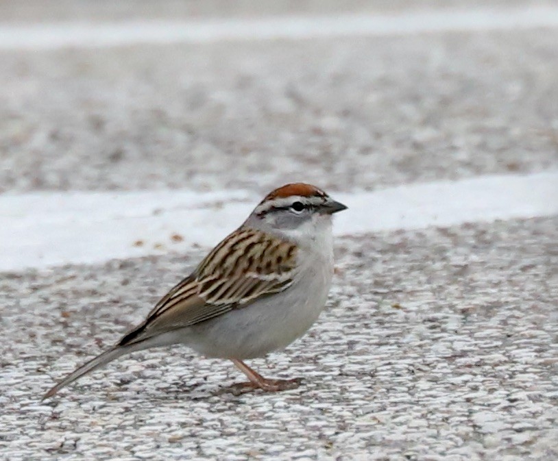 Chipping Sparrow - Lenore Charnigo