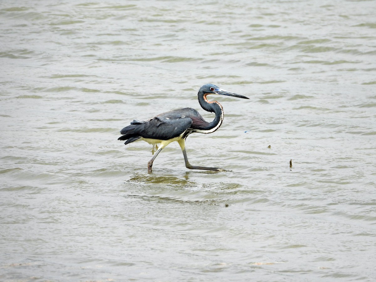 Tricolored Heron - ML617003353