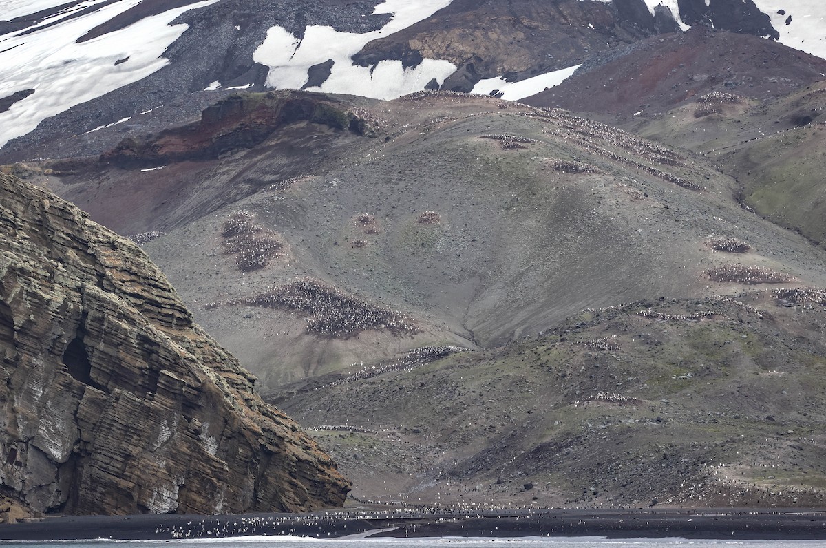 Chinstrap Penguin - ML617003388