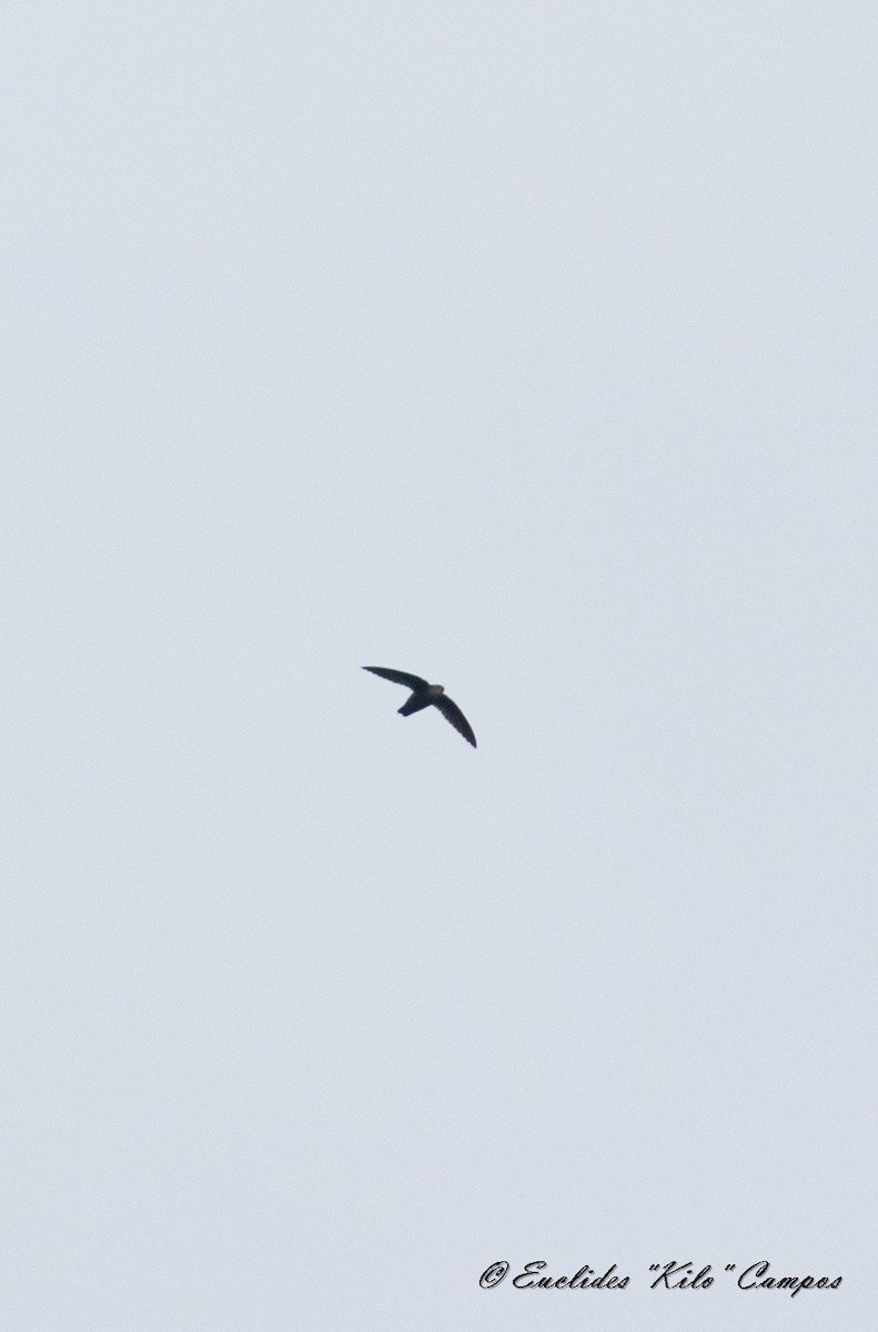 Costa Rican Swift - ML617003394