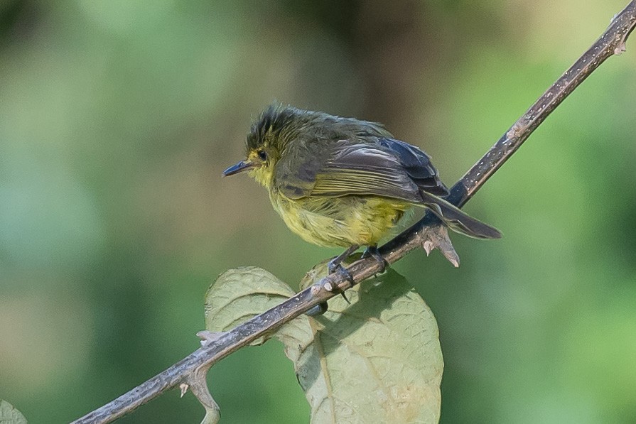 Mountain Yellow-Warbler - ML617003397