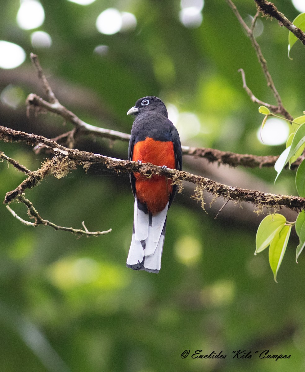 Baird's Trogon - ML617003404