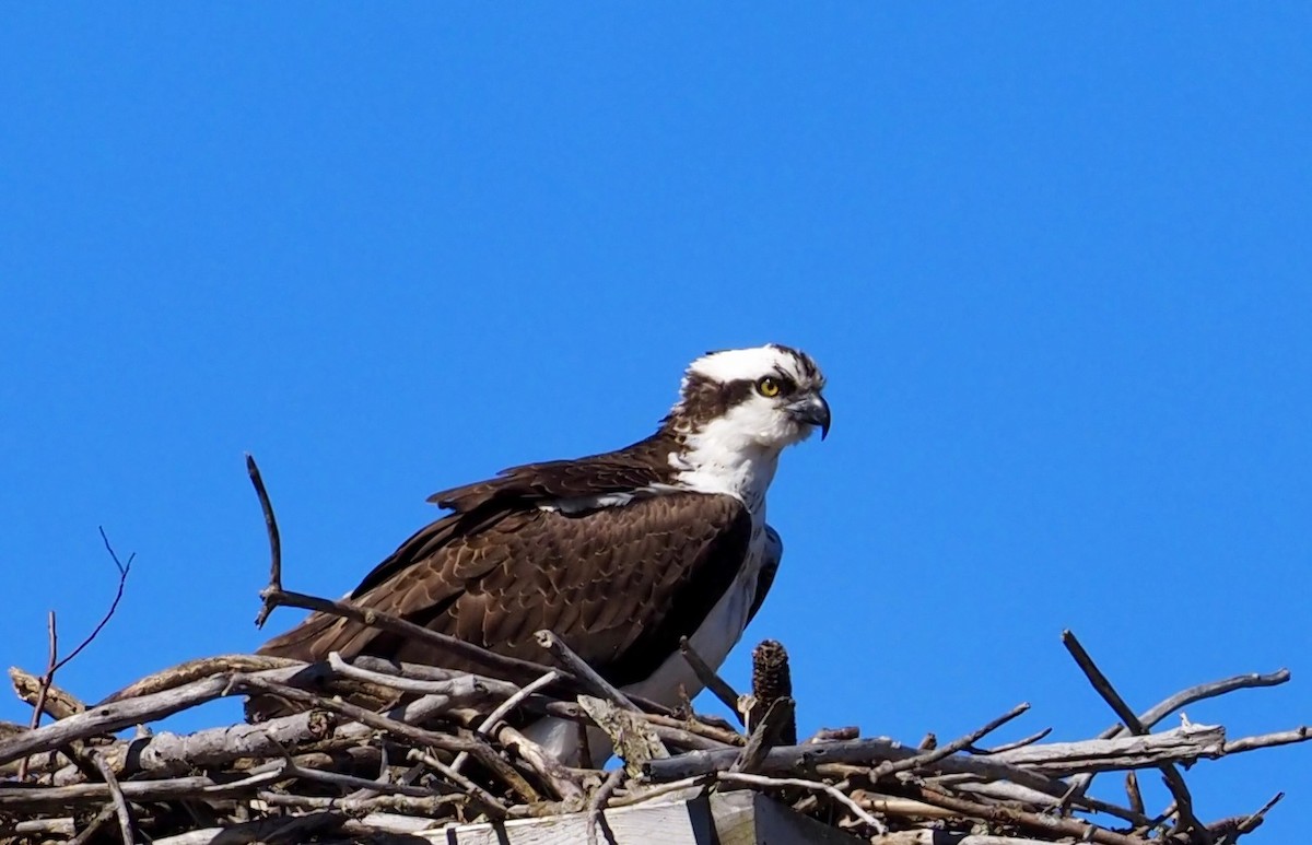 Osprey - Bob & Anne-Marie Taylor