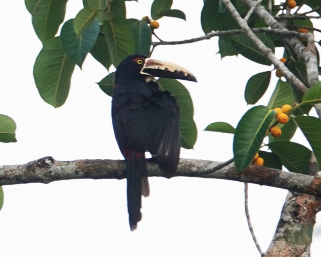 Collared Aracari (Collared) - Lillian Reis