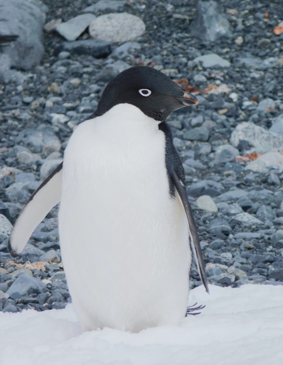 Adelie Penguin - Nicolás Bejarano