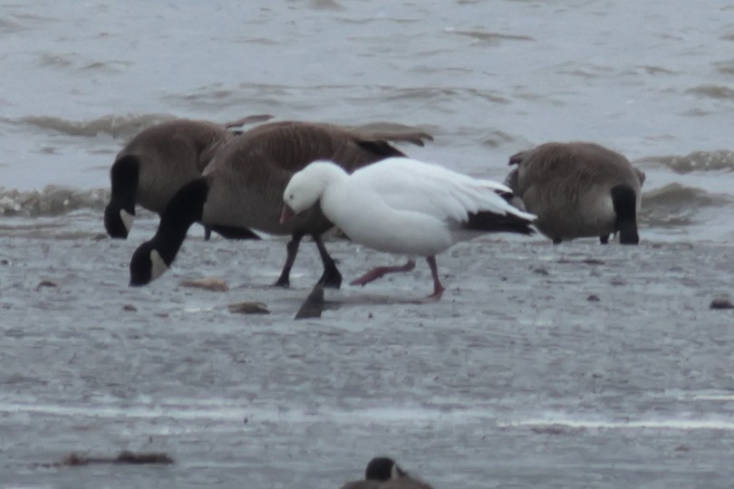 Ross's Goose - Robin Besançon