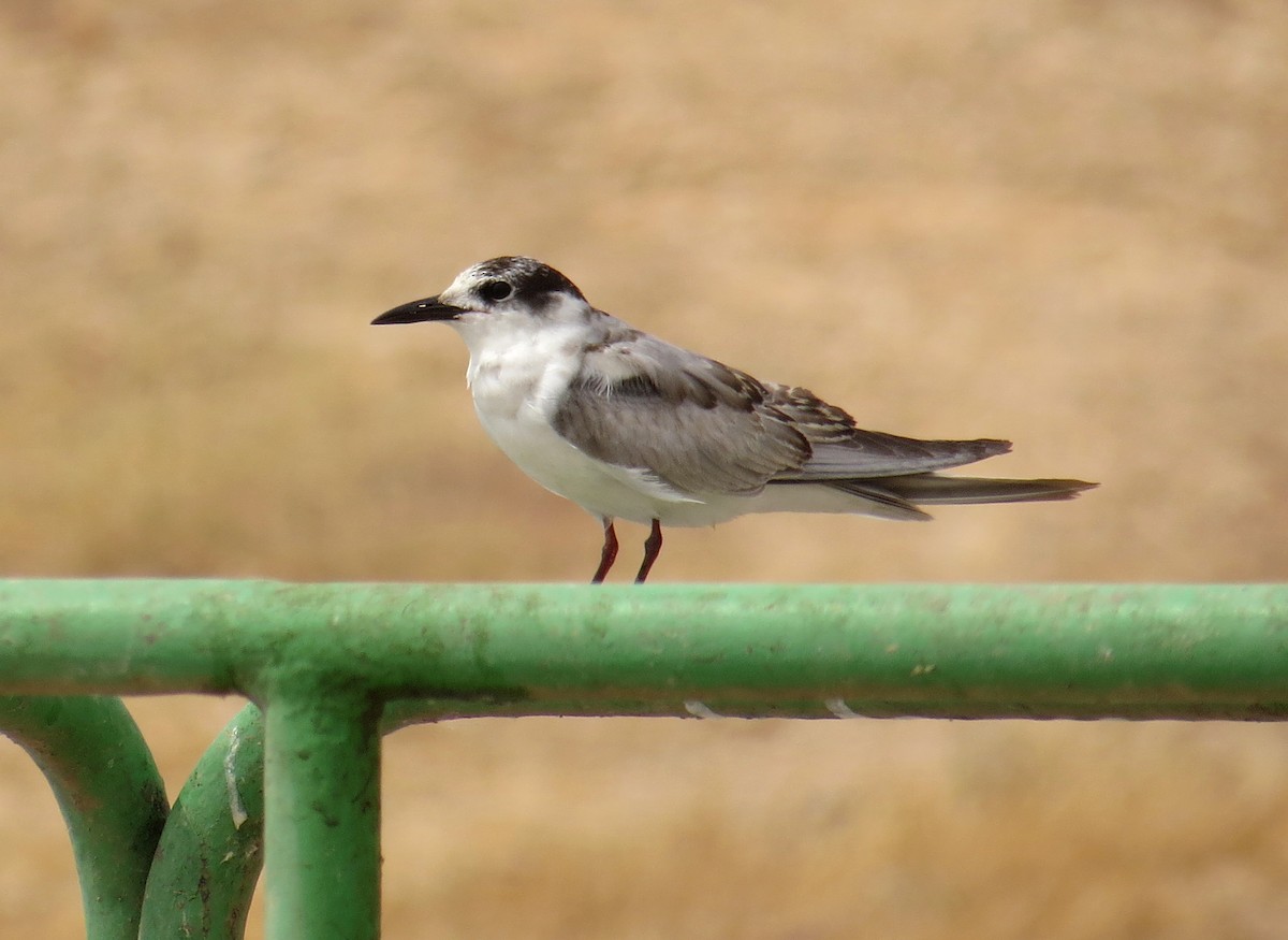 Whiskered Tern - ML617003519