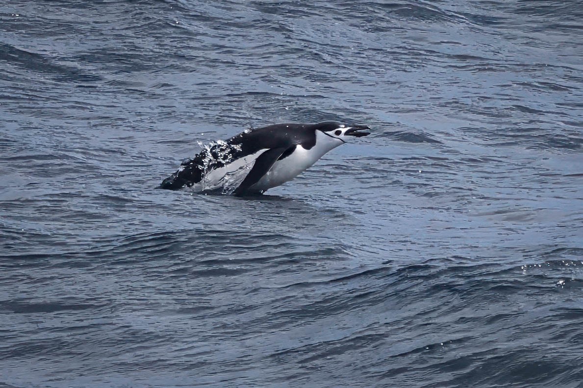 Chinstrap Penguin - Skip Russell