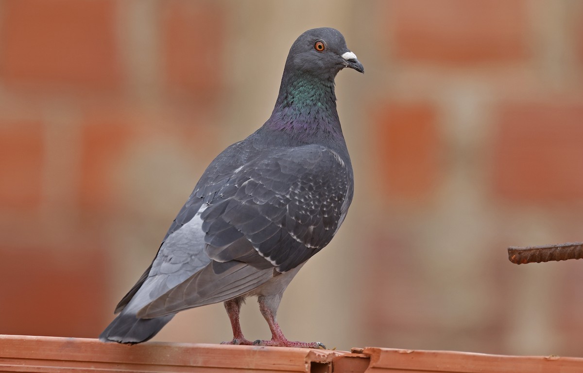 Rock Pigeon (Feral Pigeon) - ML617003566