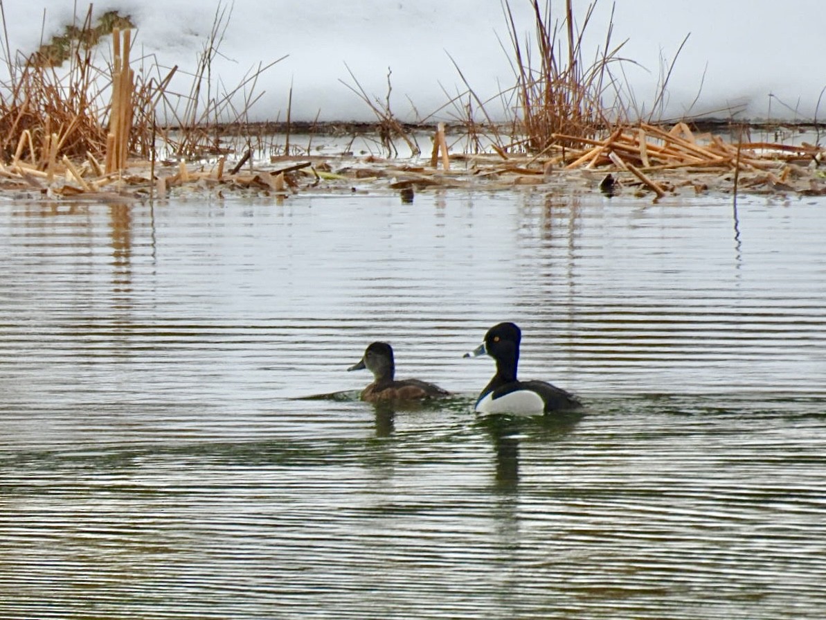 Ring-necked Duck - ML617003573